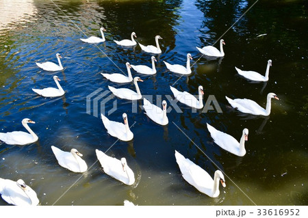 ブルージュの白鳥 33616952
