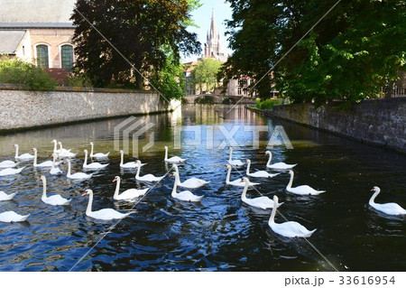 ブルージュの白鳥 33616954