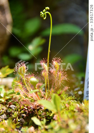 モウセンゴケの花の写真素材