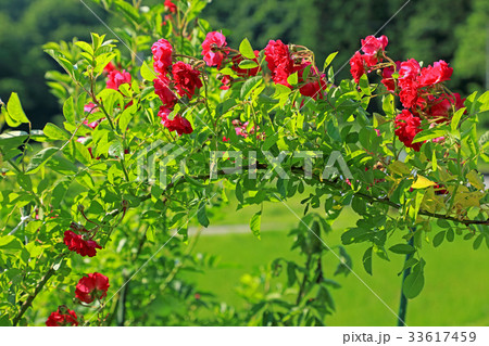 アーチ状に伸びた赤いバラ　只見町 33617459