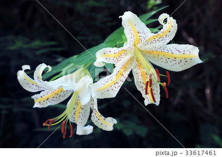 ヤマユリの花二輪 只見町 ヤマユリの花二輪 只見町 33617461
