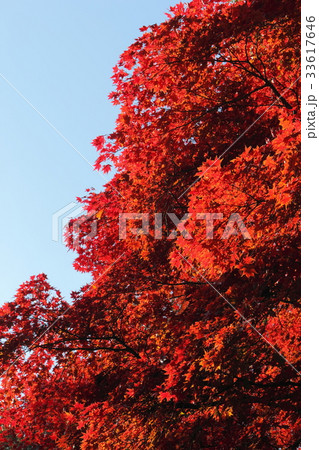真っ赤に色づいたカエデ 33617646