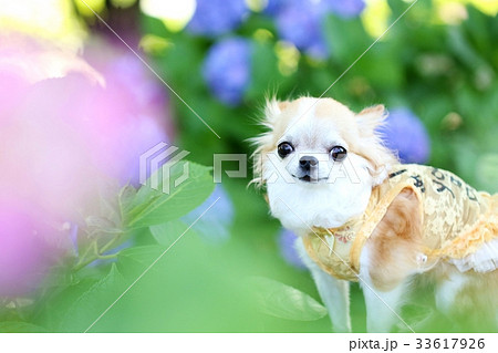 チワワと紫陽花 チワワと紫陽花 33617926