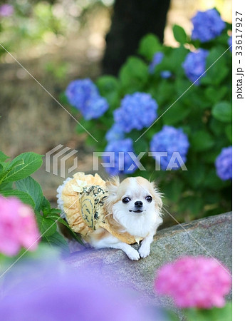 チワワと紫陽花 チワワと紫陽花 33617927