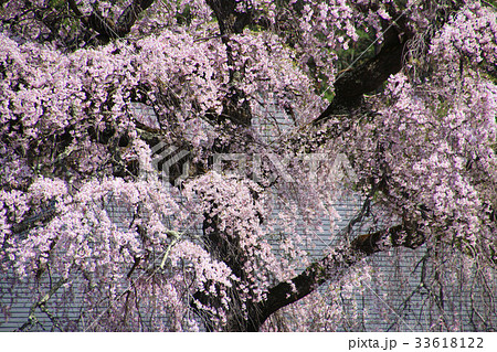 南泉寺の平七桜(南会津町) 南泉寺の平七桜(南会津町) 33618122