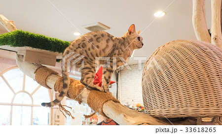 Beautiful short hair cat 33618265