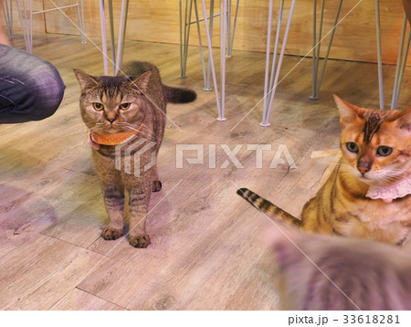 Beautiful short hair cat 33618281