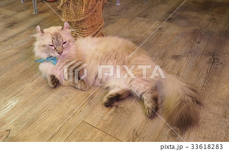 Beautiful short hair cat 33618283