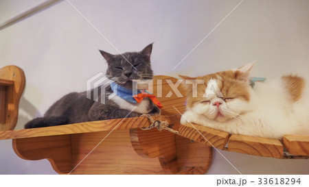 Beautiful short hair cat 33618294