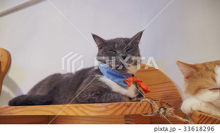 Beautiful short hair cat Beautiful short hair cat 33618296