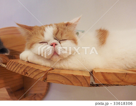 Beautiful short hair cat 33618306