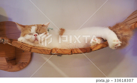 Beautiful short hair cat 33618307