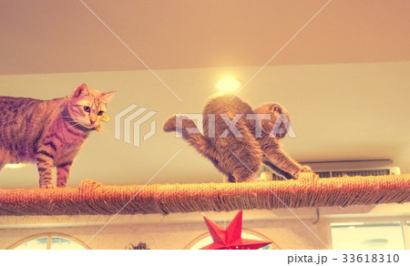 Beautiful short hair cat 33618310