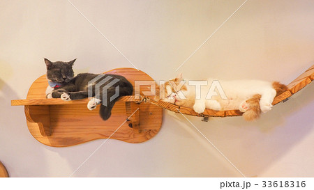 Beautiful short hair cat 33618316