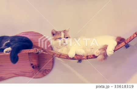 Beautiful short hair cat 33618319