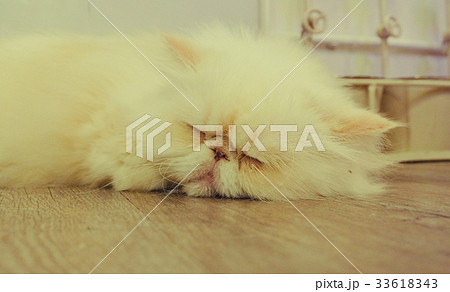 Beautiful short hair cat 33618343