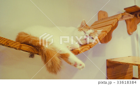 Beautiful short hair cat 33618384