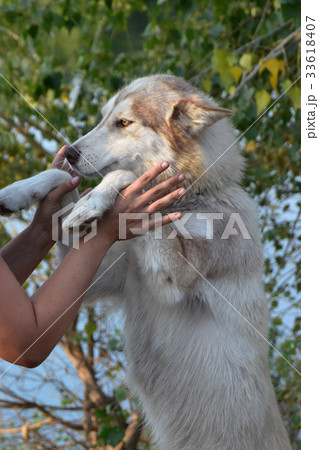 dog and man dog and man 33618407