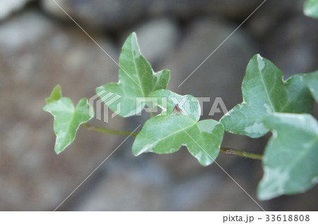 ヘデラ ヘデラ 33618808