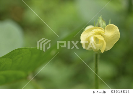 ヤブツルアズキ ヤブツルアズキ 33618812