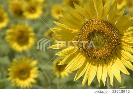 ひまわりの花 33618942