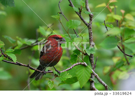 北のギンザンマシコ 33619624