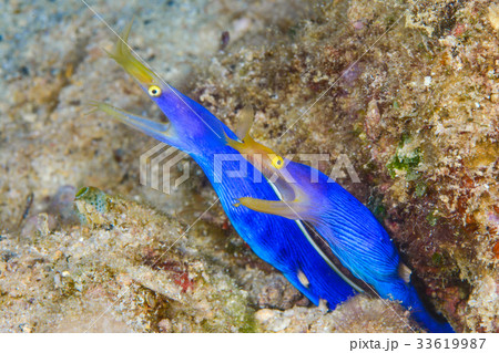 ハナヒゲウツボのペア ハナヒゲウツボのペア 33619987