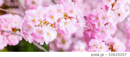 pink cherry blossom branch, sakura flowers 33620207