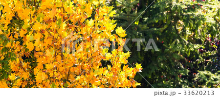 yellow decorative leafs autumn banner background yellow decorative leafs autumn banner background 33620213