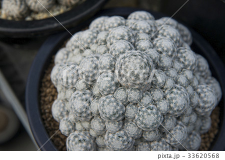 Close up of Succulents and cactus Close up of Succulents and cactus 33620568