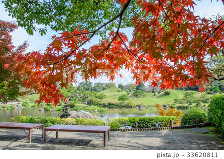 水前寺成趣園の紅葉 33620811