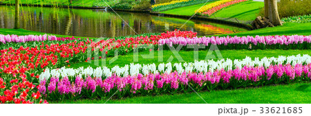 tulips and hyacinth flowerbed in spring garden 33621685