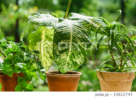 houseplants in the pot 33622745
