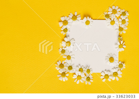 daisy flowers on the paper card 33623033