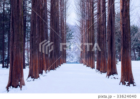 Nami island in Korea,Row of pine trees in winter. Nami island in Korea,Row of pine trees in winter. 33624040