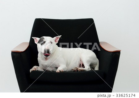 ソファーで寛ぐブルテリア 33625174