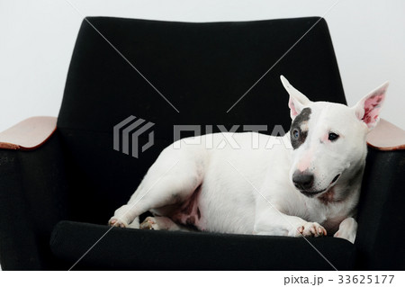 ソファーで寛ぐブルテリア 33625177