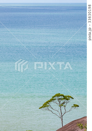 Small tree and big vast ocean Small tree and big vast ocean 33630198