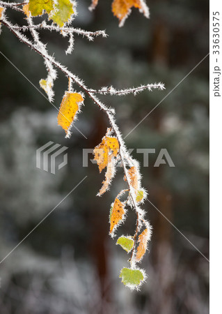 hoar frost crystals on autumn leaves hoar frost crystals on autumn leaves 33630575