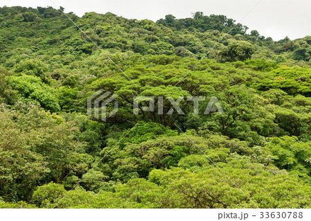 Lush rainforest canopy Monteverde Costa Rica 33630788