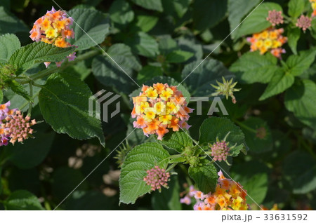 カタールの花 カタールの花 33631592