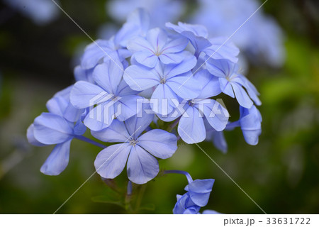 ルリマツリ 33631722