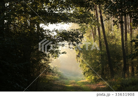Rural road through the forest at sunrise  33631908