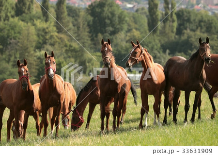 Horses on a background of trees  33631909