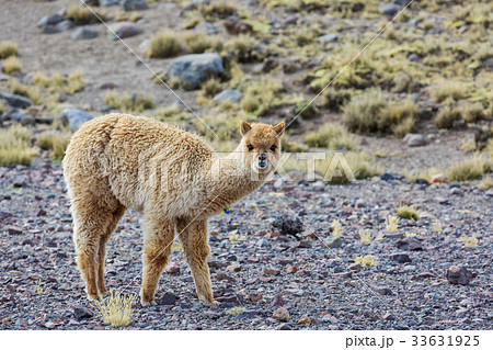 Alpaca 33631925