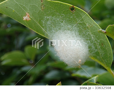 蜘蛛の卵の写真素材