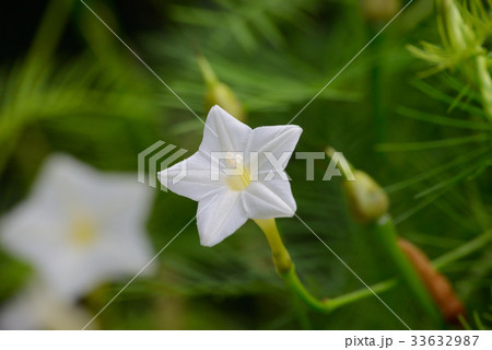 ルコウソウ ルコウソウ 33632987