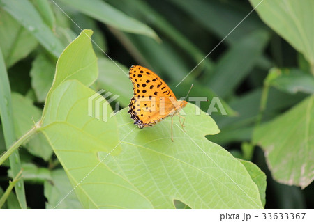 ヒョウモンチョウ 33633367