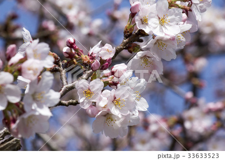 さくら 33633523