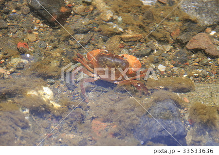 サワガニ 33633636